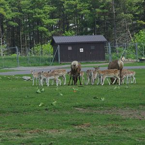 2014 - Wapiti and European Fallow Deer, North America