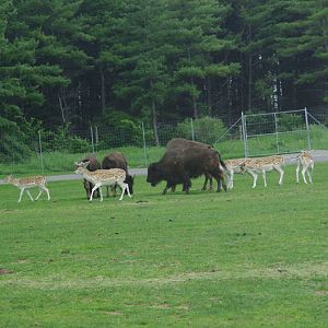 2014 - American Bison and European Fallow Deer, North America
