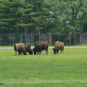 2014 - American Bison and European Fallow Deer, North America