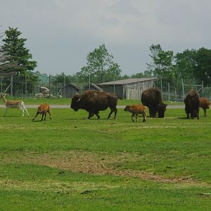 2014 - American Bison, European Fallow Deer and Sichuan Takin