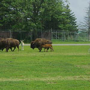 2014 - American Bison and European Fallow Deer, North America