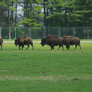 2014 - American Bison, North America