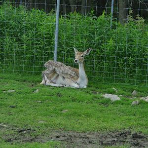 2014 - European Fallow Deer, North America