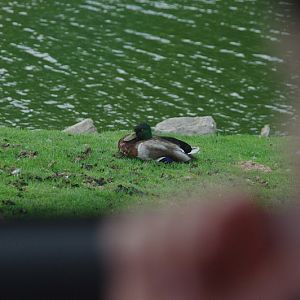 2014 - Mallard (wild), North America