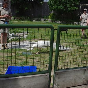 2014 - Indian Peafowl, Parrot Paradise presentation