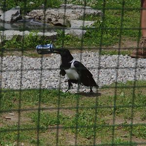 2014 - Pied Crow, Parrot Paradise presentation