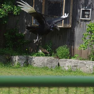 2014 - Abyssinian Ground Hornbill and Indian Peafowl, Parrot Paradise presentation
