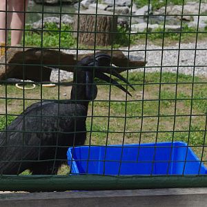2014 - Abyssinian Ground Hornbill, Parrot Paradise presentation