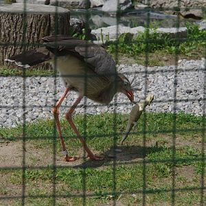 2014 - Red-legged Seriema, Parrot Paradise presentation