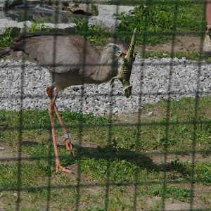 2014 - Red-legged Seriema, Parrot Paradise presentation