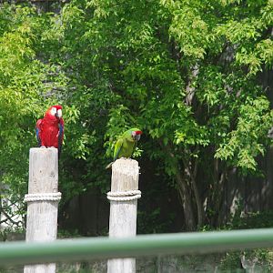 2014 - Military Macaw and Scarlet Macaw, Parrot Paradise presentation