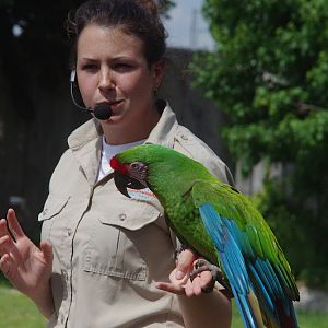 2014 - Military Macaw, Parrot Paradise presentation