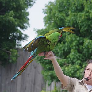 2014 - Military Macaw, Parrot Paradise presentation