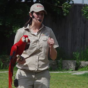 2014 - Scarlet Macaw, Parrot Paradise presentation
