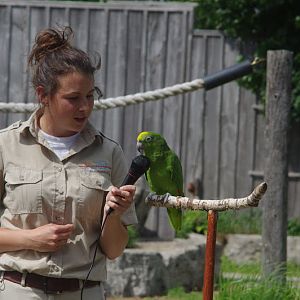 2014 - Yellow-crowned Amazon, Parrot Paradise presentation