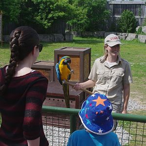 2014 - Blue-and-yellow Macaw, Parrot Paradise presentation
