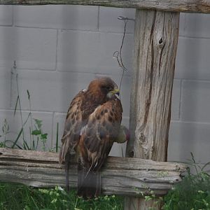 Raptor ID - African Lion Safari 2014