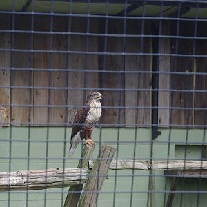 Raptor ID - African Lion Safari 2014