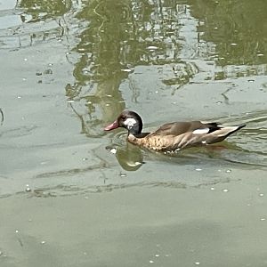 Brazilian Teal (Amazonetta brasiliensis)