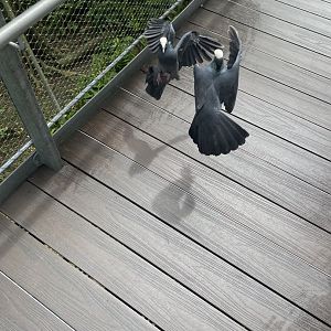 White-crowned Pigeons (Patagioenas leucocephala)