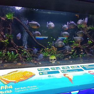 Red-bellied piranha information panel