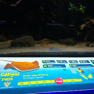 White-edge freshwater whipray information panel