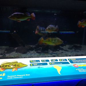 Tucanare peacock bass information panel