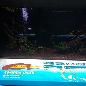 Emperor snakehead information panel