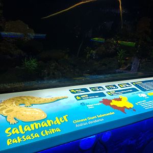 Chinese giant salamander information panel