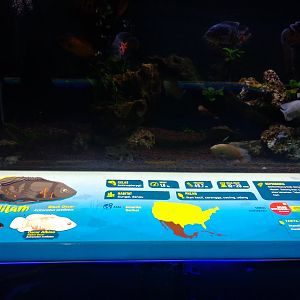 Oscar information panel