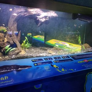 Giant snakehead information panel