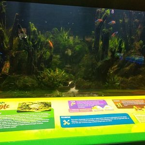 Chinese algae-eater (Gyrinocheilus aymonieri) and Boeseman's rainbowfish (Melanotaenia boesemani) information panel