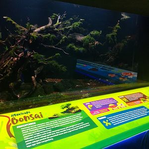 Rummy-nose tetra (Petitella rhodostoma) and harlequin rasbora (Trigonostigma heteromorpha) information panel