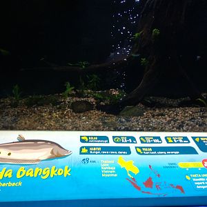 Clown featherback information panel