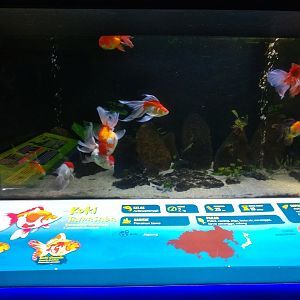 Goldfish information panel