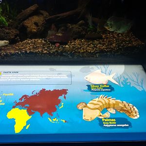 Senegal bichir (Polypterus senegalus) and silver dollar (Metynnis argenteus) information panel