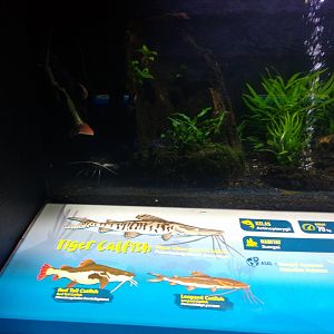 South American catfishes information panel