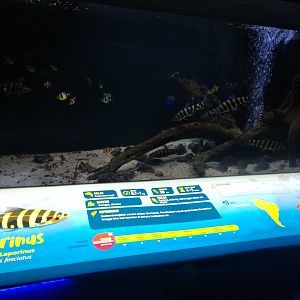 Tiger barb (Puntigrus tetrazona) and banded leporinus (Leporinus fasciatus) information panel