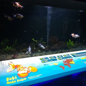 Bubble eye goldfish information panel