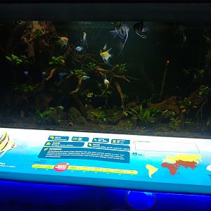 Snow white cichlid (Pseudotropheus socolofi) and blue polar cichlid (Archocentrus nigrofasciatus X A. citrinellus) information panel