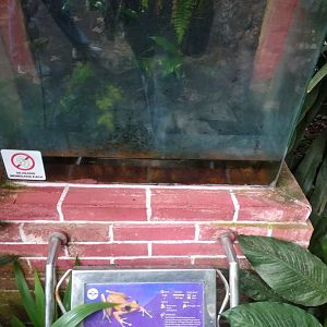 Brown stream frog (Chalcorana chalconota) information panel
