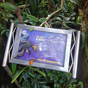 Marine wart snake (Acrochordus granulatus) information panel