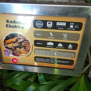 Banded bullfrog (Kaloula pulchra) information panel