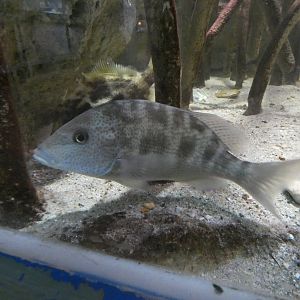 ID? - Biomes Marine Biology Center