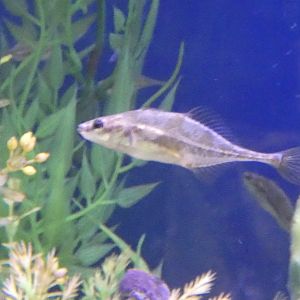 ID? - Biomes Marine Biology Center