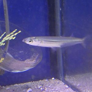 ID? - Biomes Marine Biology Center