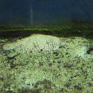 ID? - Biomes Marine Biology Center