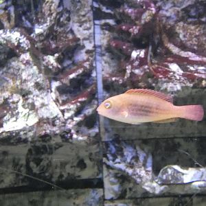 ID? - Biomes Marine Biology Center