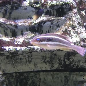 ID? - Biomes Marine Biology Center