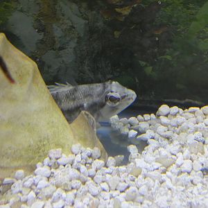 ID? - Biomes Marine Biology Center